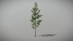 Birch 1 (Animated Tree) trees, tree, plant, forest, plants, vegetation, foliage, nature, woods, birch, 3d, blender, blender3d, model, animated, environment, noai