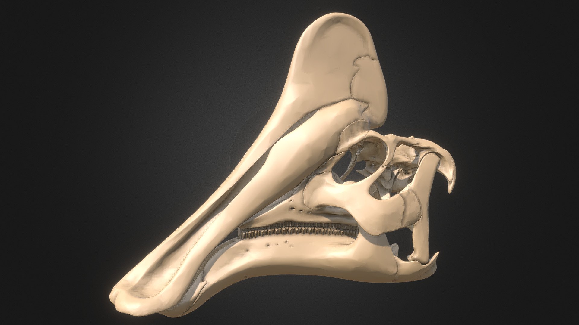Digital sculpture of an Amurosaurus riabinini skull. Amurosaurus is a lambeosaurine hadrosaur from far eastern Russia. It was named after the Amur river. It is found in the Udurchukan Formation.

Цифровая скульптура черепа Amurosaurus riabinini. Амурозавр — гадрозавр-ламбеозавр из дальневосточной России. Он был назван в честь реки Амур. Встречается в удурчуканской свите.

I've done my best to make this as accurate as possible. I had to compare a whole lot of reference material. Not everything is known on the skull of Amurosaurus. So, for bones that were unknown I've reference other hadrosaurs such as Parasaurolophus, Kazaklambia, Corythosaurus, Hypacrosaurus, Canardia and also saurolophine hadrosaurs like Saurolophus and Edmontosaurus.
Even museum mounts often do not reconstruct bones like the pterygoids, palatines and vomers due to those bones being generally fragile and not fossilising that often. So they are often incompletely known and hard to reconstruct 3d model