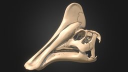 Amurosaurus riabinini skull