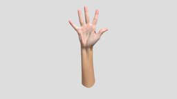 Retopologized 3D Hand Scan Marina Tamayo retopology, woman, retopologized, 3dhand, 3d, 3dscan, hand