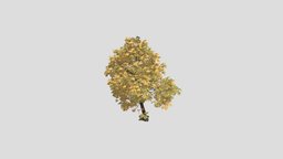Chestnut 11 AM258 Archmodel trees, tree, plants, autumn, chestnut, greenery, castanea