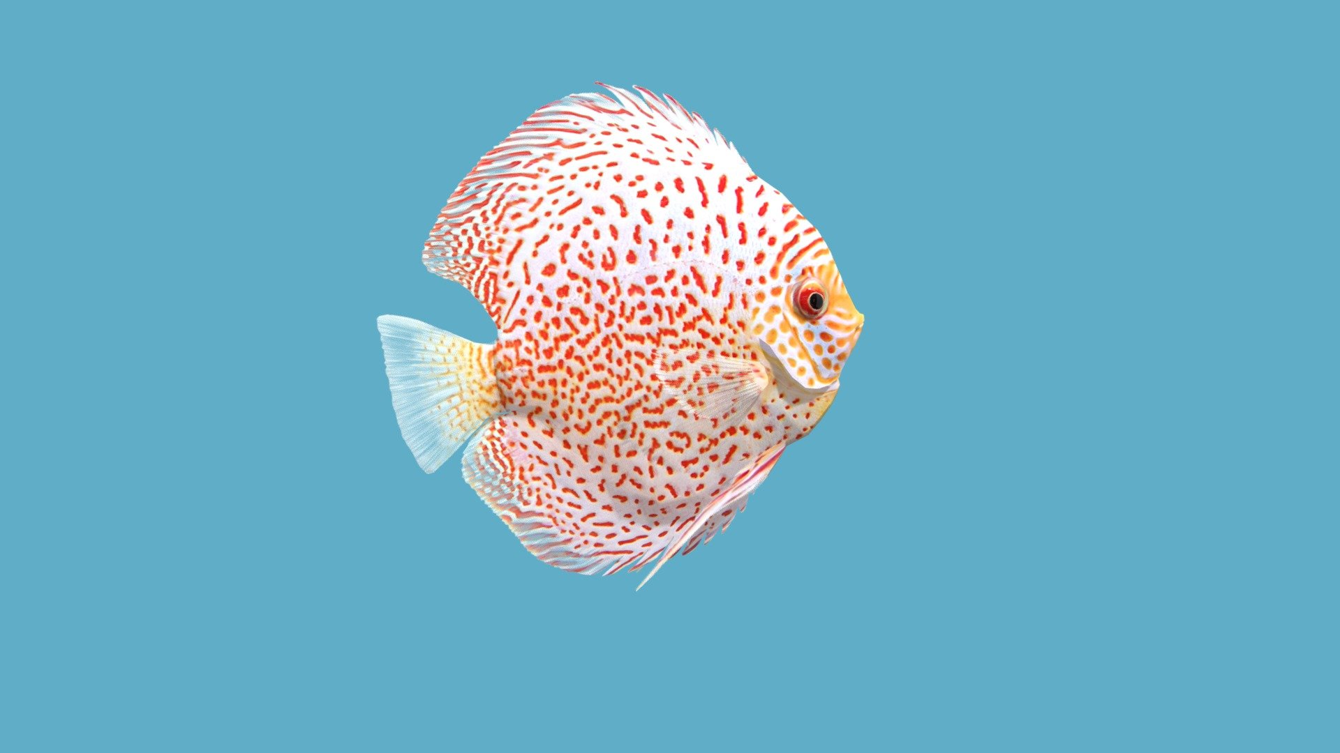 Before purchasing this model, you can free download Emperor Angelfish and try to import it. 



The realistic fish model &ldquo;Discus Leopard Red Spotted
