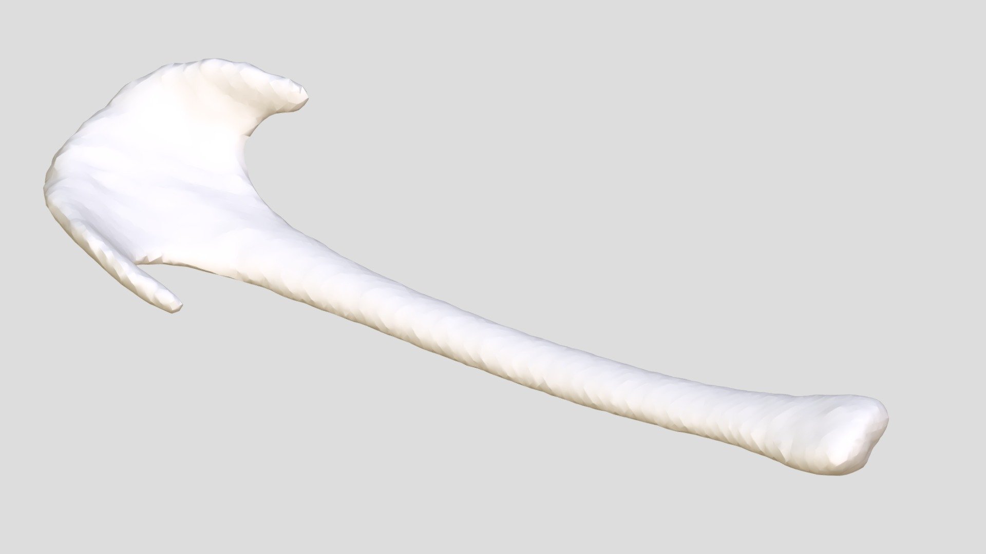 MSB:Mamm:93984 (Division of Mammals, Museum of Southwestern Biology, University of New Mexico) - Cavia fulgida - Baculum - 3D model by Biodiversity 3d model