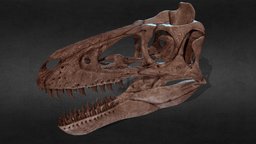 Juvenile tyrannosaurus cranium, predator, fossil, cretaceous, tyrannosaurus, nanotyrannus, skull, dinosaur, bones