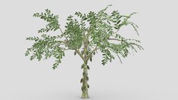 Cacao Tree( Green Fruit)- 06 cacao-tree, 3d-cacaotree, lowpoly-cacao, 3d-lowpoly-cacao, cocoatree