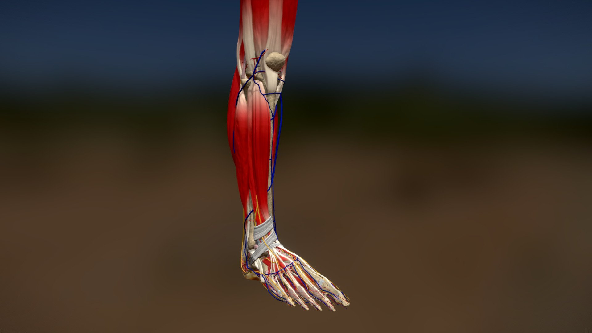 Full anatomical model of the leg and foot. Bones,  Muscles, Ligaments, Tendons, Arteries, Veins, Nerves, Articular Surfaces, Retinaculum, Plantar Plates, Heel Pad, Meniscus 3d model