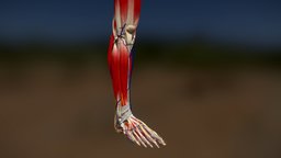 The Podiatrists Leg skeleton, anatomy, muscles, leg, foot, anatomy-human, podiatry, bones