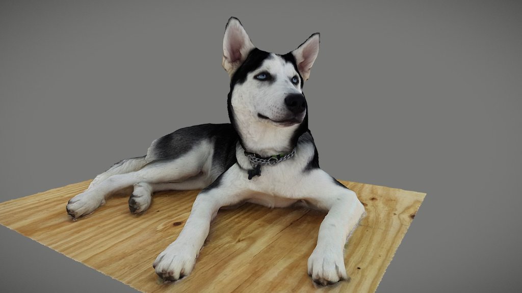 PO  a 5 month old husky&hellip; another 360deg, instant capture, 3D scan from QuickPic3D.com using our recently introduced QP112 photogrammetry rig&hellip;FOR SALE now. (112 ea 8MP cameras fired simultaneously). This model has NO post-processing 3d model