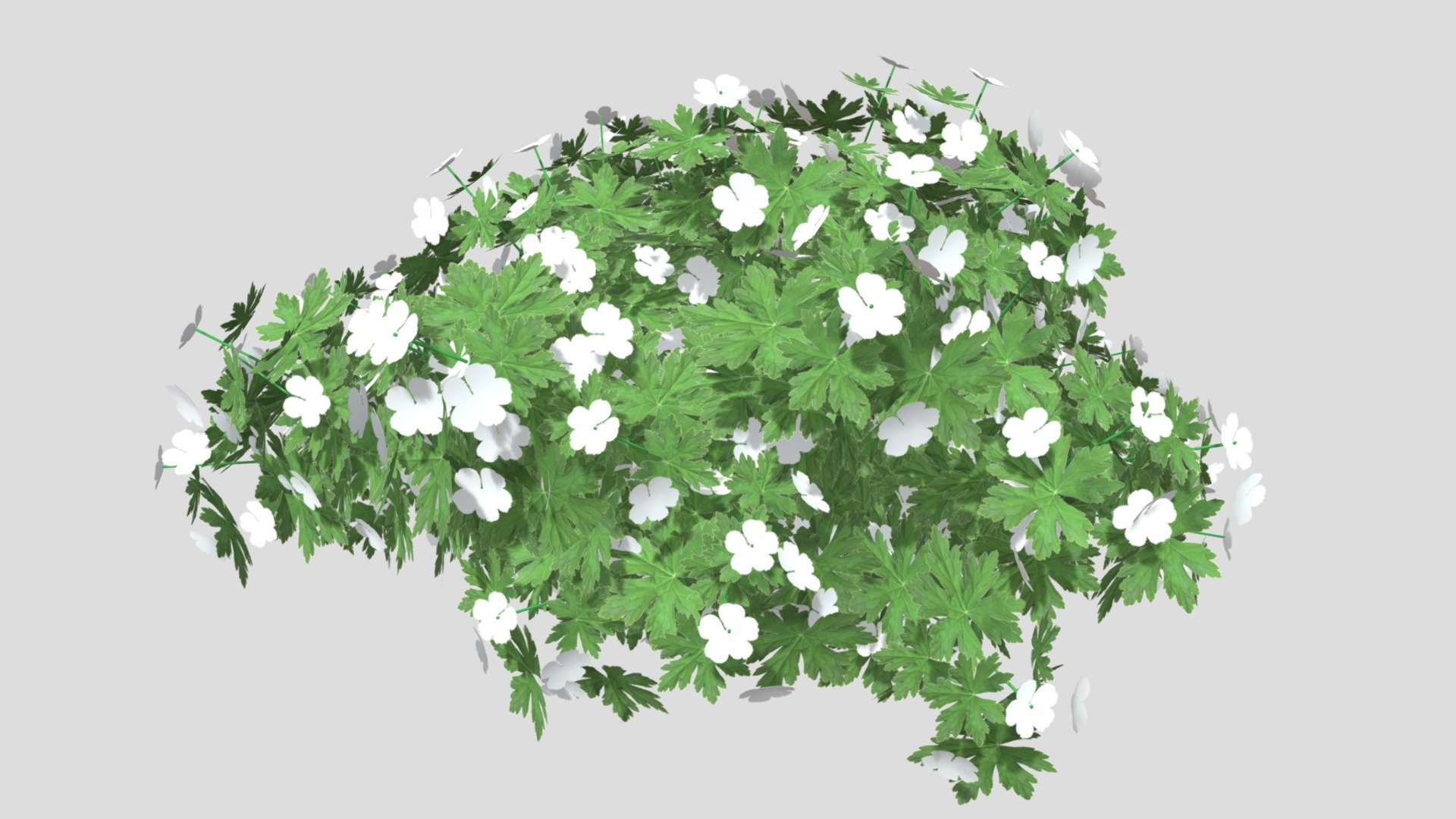 Geranium (White)




High quality textures used;

Can be used for designing gardens;

Made for realistic rendering;

Made with experiance in plants.
 - Geranium WHITE - Buy Royalty Free 3D model by Nico van der Noll (@Nico.Van.Der.Noll) 3d model