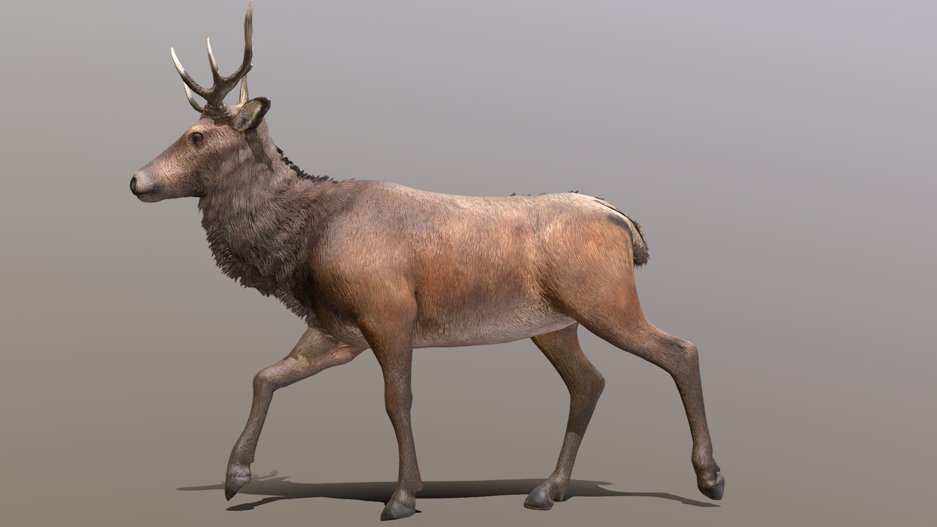 Deer walkcycle animated 
in fbx file format - Deer walk-cycle Animated - Buy Royalty Free 3D model by aaokiji 3d model