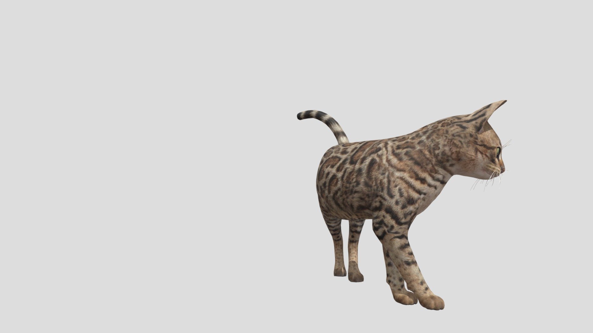 this cat is animated - animated bengal cat - Download Free 3D model by dinomaster 3d model