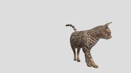 animated bengal cat cat, animals, animal, bengal_cat