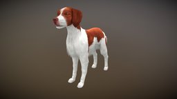 Brittany Dog Animated dog, eat, fur, doggy, bark, run, doge, brittany, idle, 3ddog, brittany-dog, animated, dogmodel, dogmodelchallenge, dogstl, dogwalk