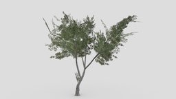 Conocarpus Tree- 04 unreal, conocarpus, unity, 3dconocarpus, lowpoly-conocarpus