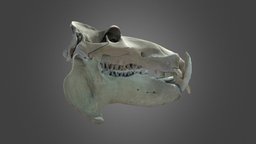 Hippopotamus amphibius, skull & mandible osteology