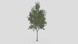 Conocarpus Tree- 01 unreal, conocarpus, unity, 3dconocarpus, lowpoly-conocarpus