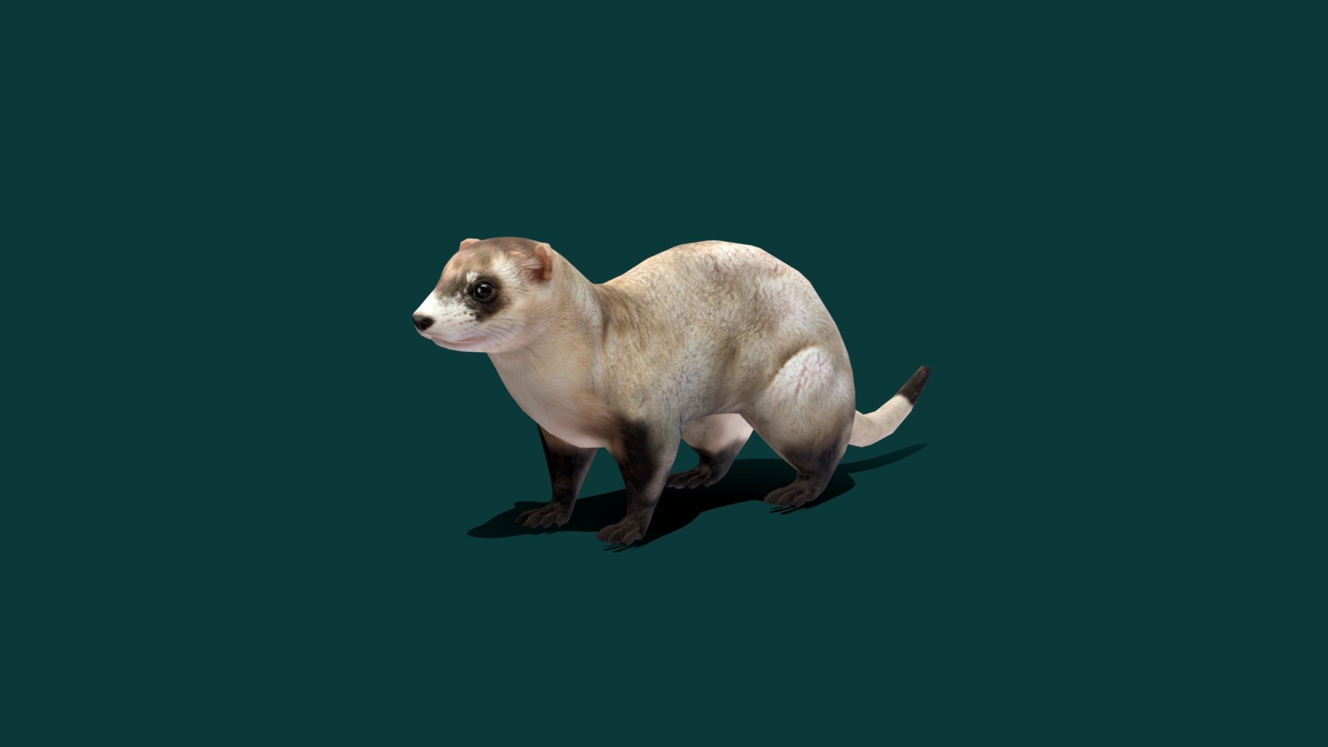 Black-footed Ferret (Endangered) American polecat  

‎Mustela nigripes Mammal  ( Prairie dog hunter  )  Lowpoly

1 Draw Calls

GameReady 

15 Animations

4K PBR Textures Material

Unreal FBX

Unity FBX  

Blend File 

USDZ File (AR Ready). Real Scale Dimension

Textures Files

GLB File

Gltf File ( Spark AR, Lens Studio(SnapChat) , Effector(Tiktok) , Spline, Play Canvas ) Compatible



Triangles : 7552

Vertices  : 3799

Faces     : 3810 

Edges     : 7604

Diffuse , Metallic, Roughness , Normal Map ,Specular Map,AO
The black-footed ferret, also known as the American polecat or prairie dog hunter, is a species of mustelid native to central North America. The black-footed ferret is roughly the size of a mink and is similar in appearance to the European polecat and the Asian steppe polecat. Wikipedia
Conservation status: Endangered (Population increasing) Encyclopedia of Life
Scientific name: Mustela nigripes
Trophic level: Carnivorous Encyclopedia of Life - Black-footed Ferret (Endangered) - 3D model by Nyilonelycompany 3d model