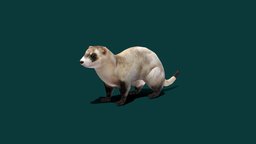 Black-footed Ferret (Endangered) cute, pet, animals, mammal, ferret, animations, endangered-species, animalia, lowpoly, gameasset, creature, gameready, prairiedog, nyilonelycompany, noai, black_footed_ferret, american_polecat, asian_steppe_polecat, mustela_nigripes