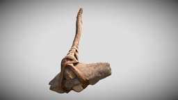 3D Real Primitive Hammer Stone