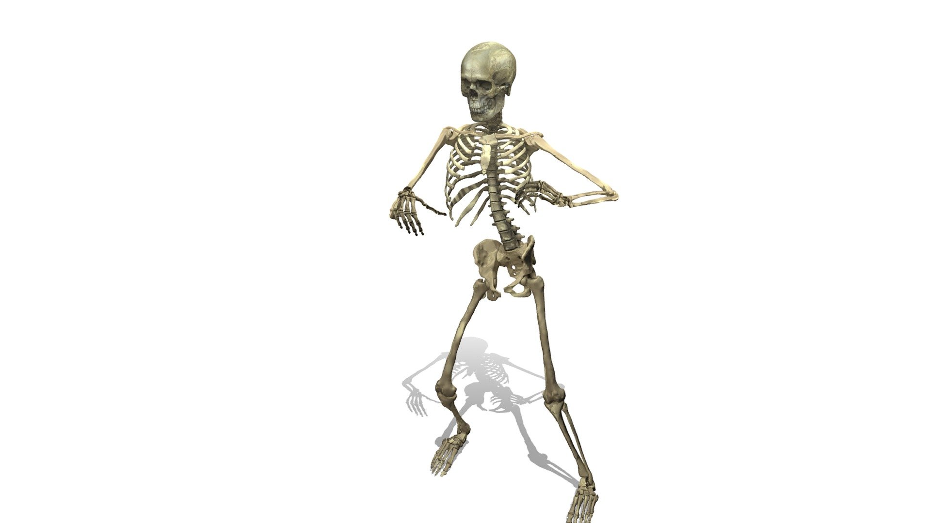 skeleton modeled, textured and rigged in blender with mixamo addon controllers, so the extra bones, ready animation of dance, blend file. and textures in the .zip, for more models follow us and leave your like, this helps too much.

follow me also on:https://www.instagram.com/bruno_sales3d/

follow me also on:https://www.youtube.com/channel/UCPYlxbKmUBVdrORonYKqUZg - SKELETON - rigged and animated model - Buy Royalty Free 3D model by bruno_sales 3d model