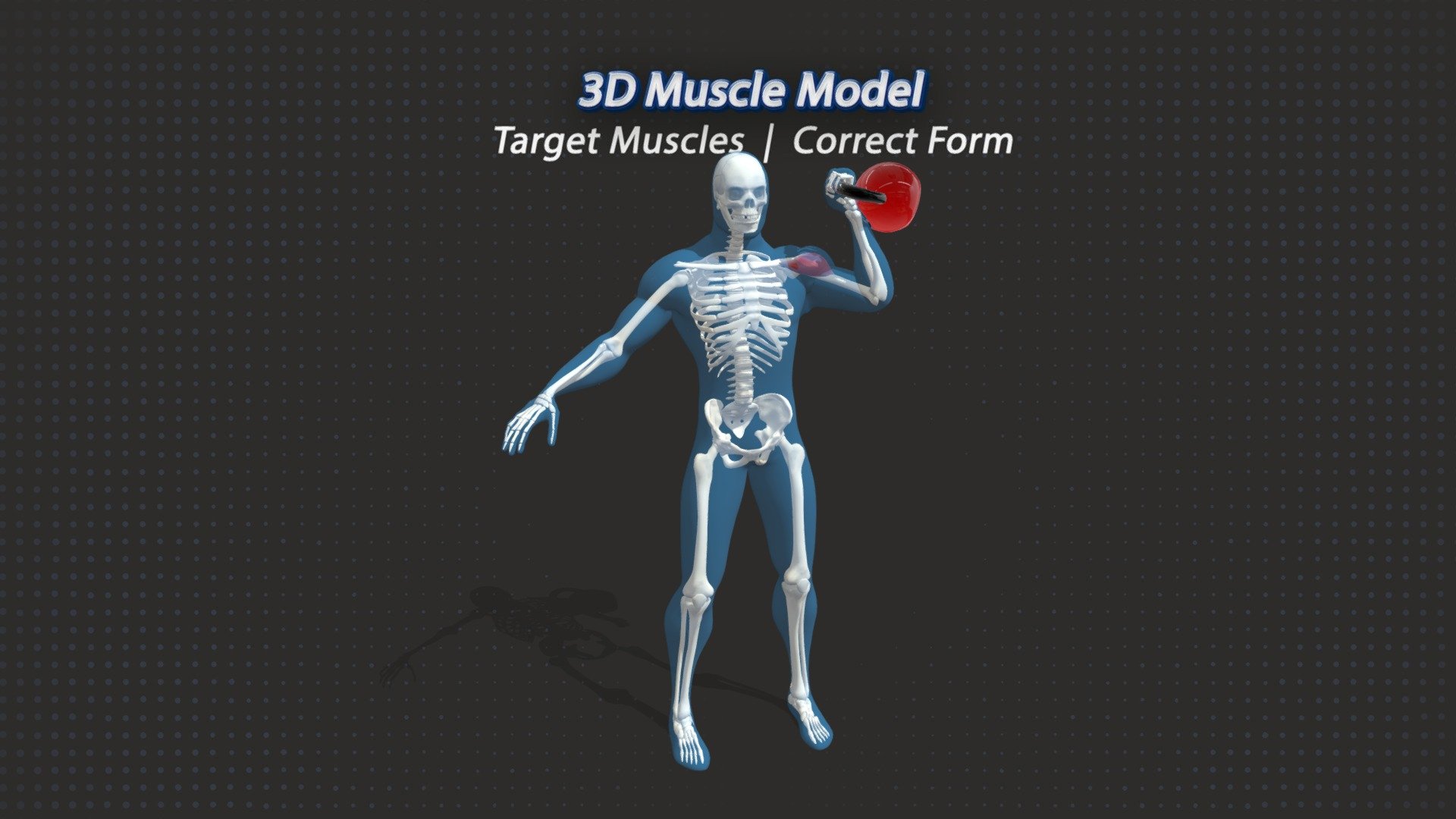 The Single Arm Kettlebell Press Targets the front and medial deltoid. 

Visit https://3dmusclemodel.com/ - 45. Single Arm Kettlebell Press - 3D model by Michael Shortall (@mikeshortall1991) 3d model