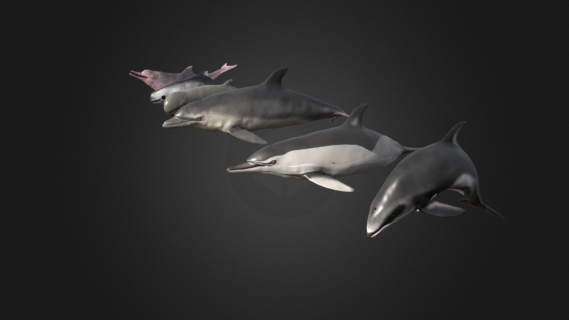 This asset has dolphins pack

Polygon count of :




Bottlenose Dolphin 17050 tris (3600 tris mobile version)

White-sided Dolphin 15650 tris (3800 tris mobile version)

Long-billed Dolphin 19900 tris (3500 tris mobile version)

Irawaddy Dolphin 14200 tris (3800 tris mobile version)

Chinese Dolphin 12850 tris (3550 tris mobile version)

Harbour Porpoise 13800 tris (3300 tris mobile version)

All model have 4 LODs.

Texture dimensions: 2048*2048.

You can view each model separately using the links below.




Bottlenose Dolphin 

White-sided Dolphin 

 Long-billed Dolphin 

Irawaddy Dolphin 

Chinese Dolphin 

Harbour Porpoise 

If you have any questions, please contact us by mail: Chester9292@mail.ru - Pack of dolphins - Buy Royalty Free 3D model by Rifat3D 3d model