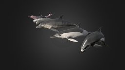 Pack of dolphins fish, underwater, dolphin, mammal, long, ocean, chinese, whale, bottlenose, porpoise, billed, white-sided, irawaddy