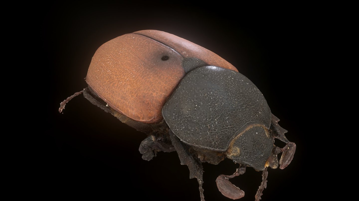 Made with images from http://www.zoosphere.net/sequence/72/Colacus/bicolor - Colacus bicolor ♂, Argentina, [20cm] - Download Free 3D model by Thomas Flynn (@nebulousflynn) 3d model