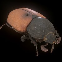 Colacus bicolor ♂, Argentina, [20cm] insect, bug, beetle, rhinoceros, macro, zoosphere, agisoft, photoscan