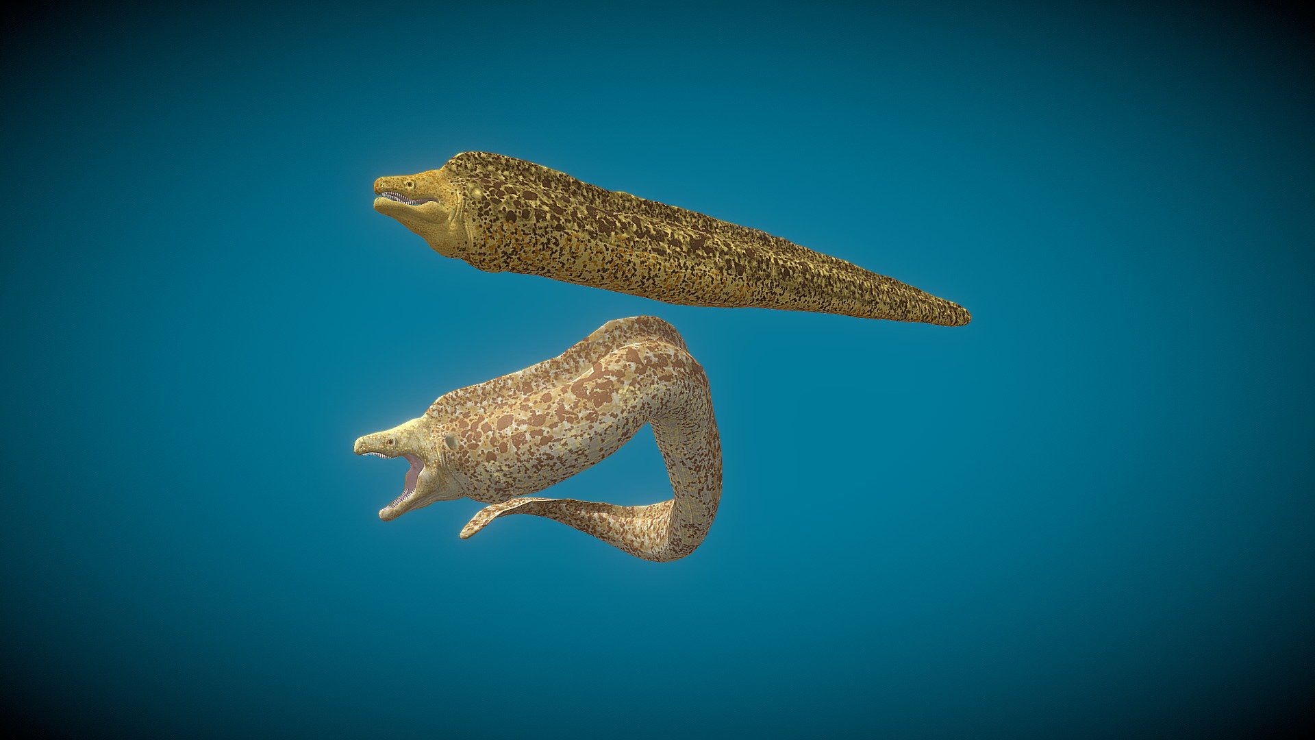 A model of a Moray eel.
Modeled in Blender. 4.292 faces.
textured in Substance Painter and rigged in blender.
there are 2 different albedo texture so you can choose between the one you like the most. The model is rigged and completely functional, so you will be able to pose it or animate it.
This model can be used for some scene rends about sealife, or using it in a game where you can fish or go under the water.
As extra file i added a Blender Scene where you can find these 2 models already integrated and an extra model that uses Curves to move and simulate it is snaking.
Hope you like It! - Moray Eel - Buy Royalty Free 3D model by Gomizard 3d model