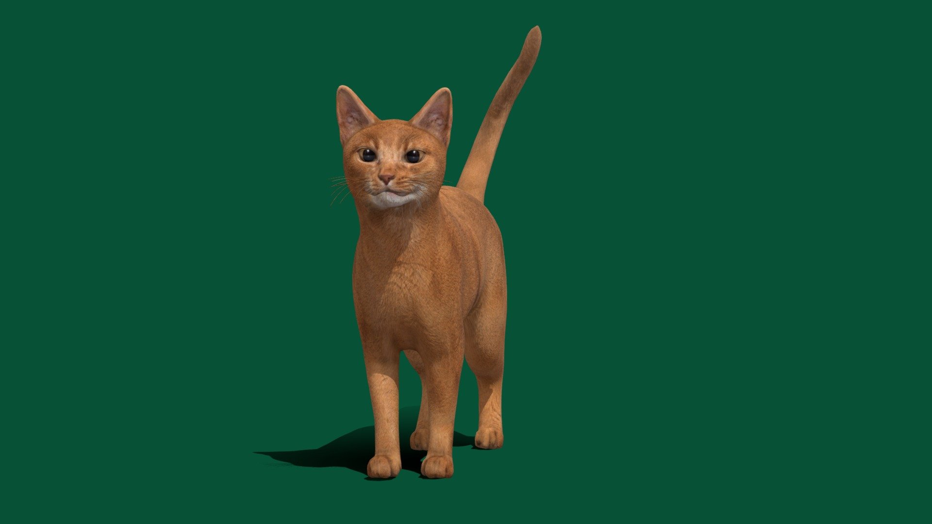 Abyssinian Ginger Cat (Abyssinian Red Cat) 

Felis Catus Feline Abys Pet (Domestic short-haried Cat Breed )

3 Draw Calls



1 Animation

4K PBR Textures Material

Unreal FBX

Unity FBX  

Blend File 

USDZ File (AR Ready). Real Scale Dimension

Textures Files

GLB File


Gltf File ( Spark AR, Lens Studio(SnapChat) , Effector(Tiktok) , Spline, Play Canvas ) Compatible




Triangles: 24486



Vertices: 12446

Diffuse , Metallic, Roughness , Normal Map ,Specular Map,AO

The Abyssinian is a breed of domestic short-haired cat with a distinctive &ldquo;ticked