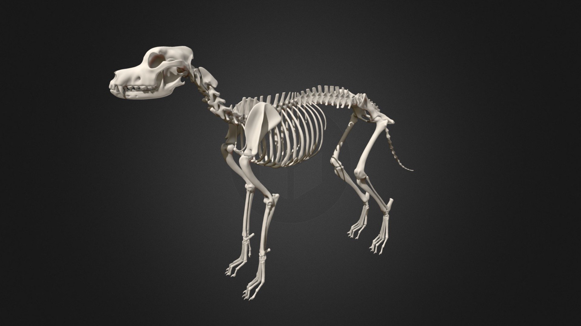 This Great Dane skeleton was a study project of mine to better understand canine anatomy. I used a range of anatomical literature and images to make sure I get the most accurate result possible (I recommend Ellenberger's &ldquo;Atlas of Animal Anatomy for Artists