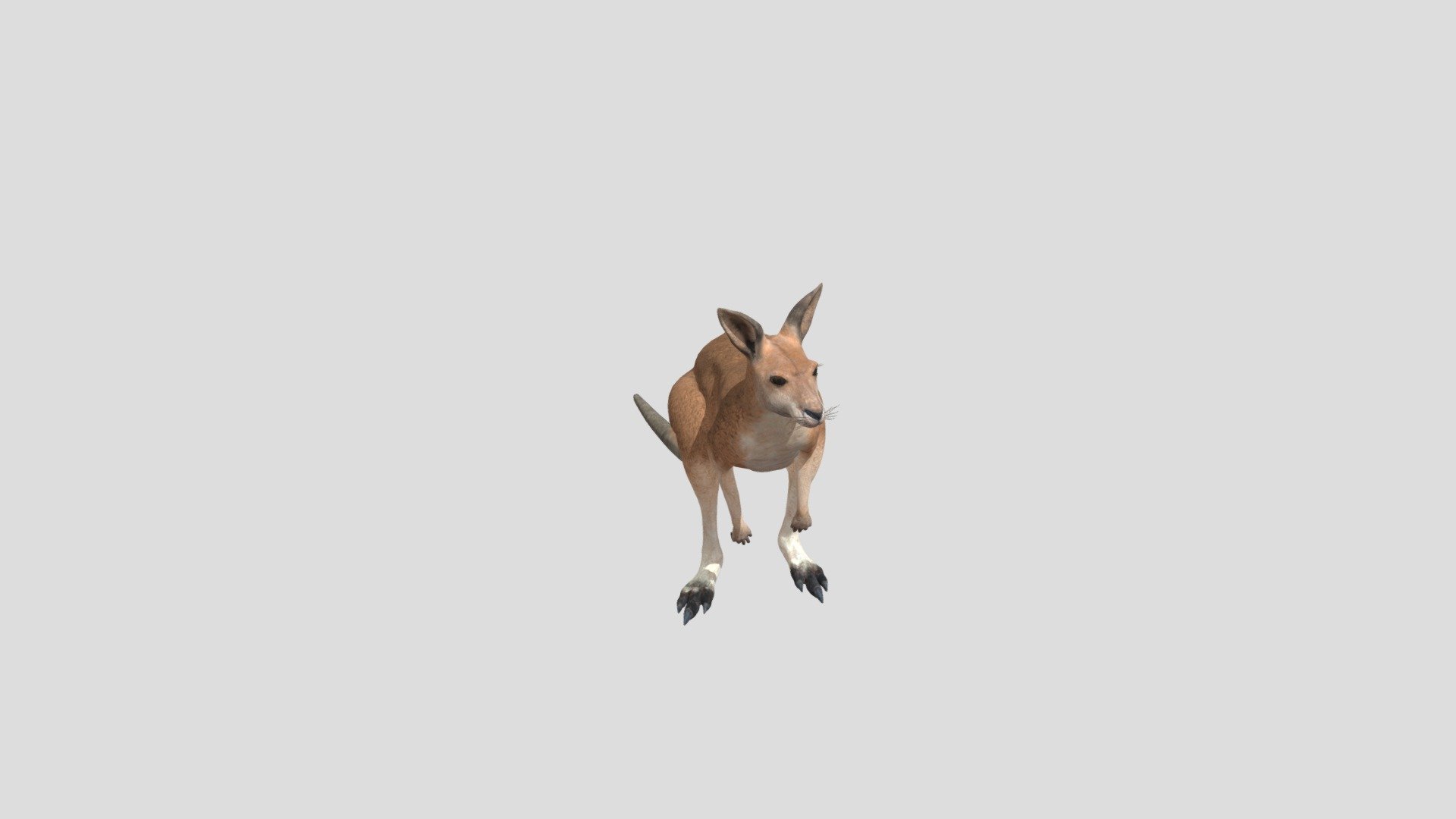 Kangaroo realistic animal - Kangaroo - Buy Royalty Free 3D model by Phil3D (@philosophie) 3d model