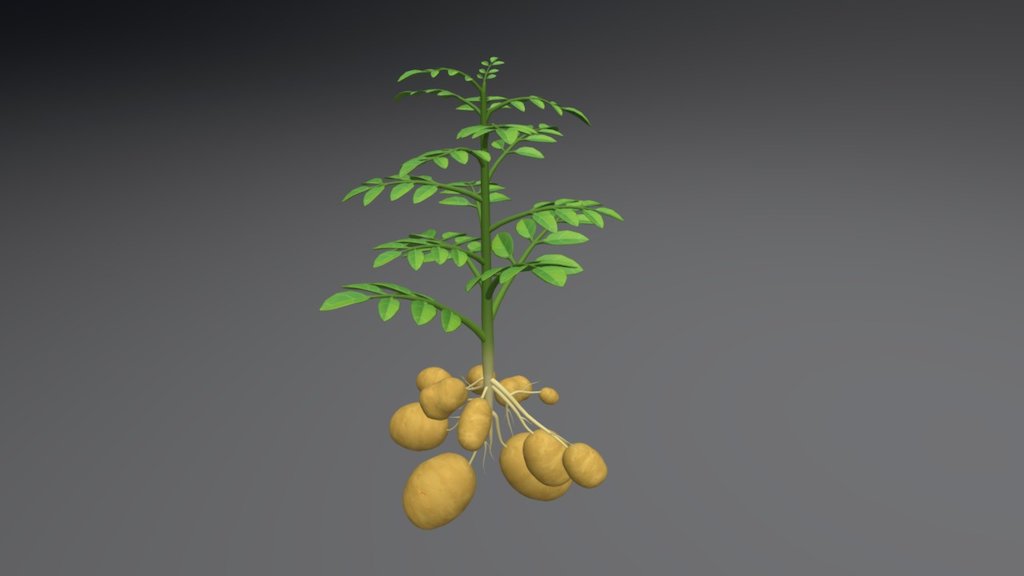 Potato plant - 3D model by Cengkerik (@backbone) 3d model