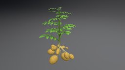 Potato plant 