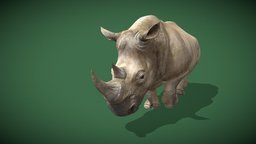 Animated Rhinoceros Walking Animal Loop walking, rhinoceros, animal, animated