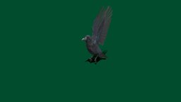 Raven Bird (Non-Commercial) bird, raven, myanmar, animal, nyi, nyilonelycompany