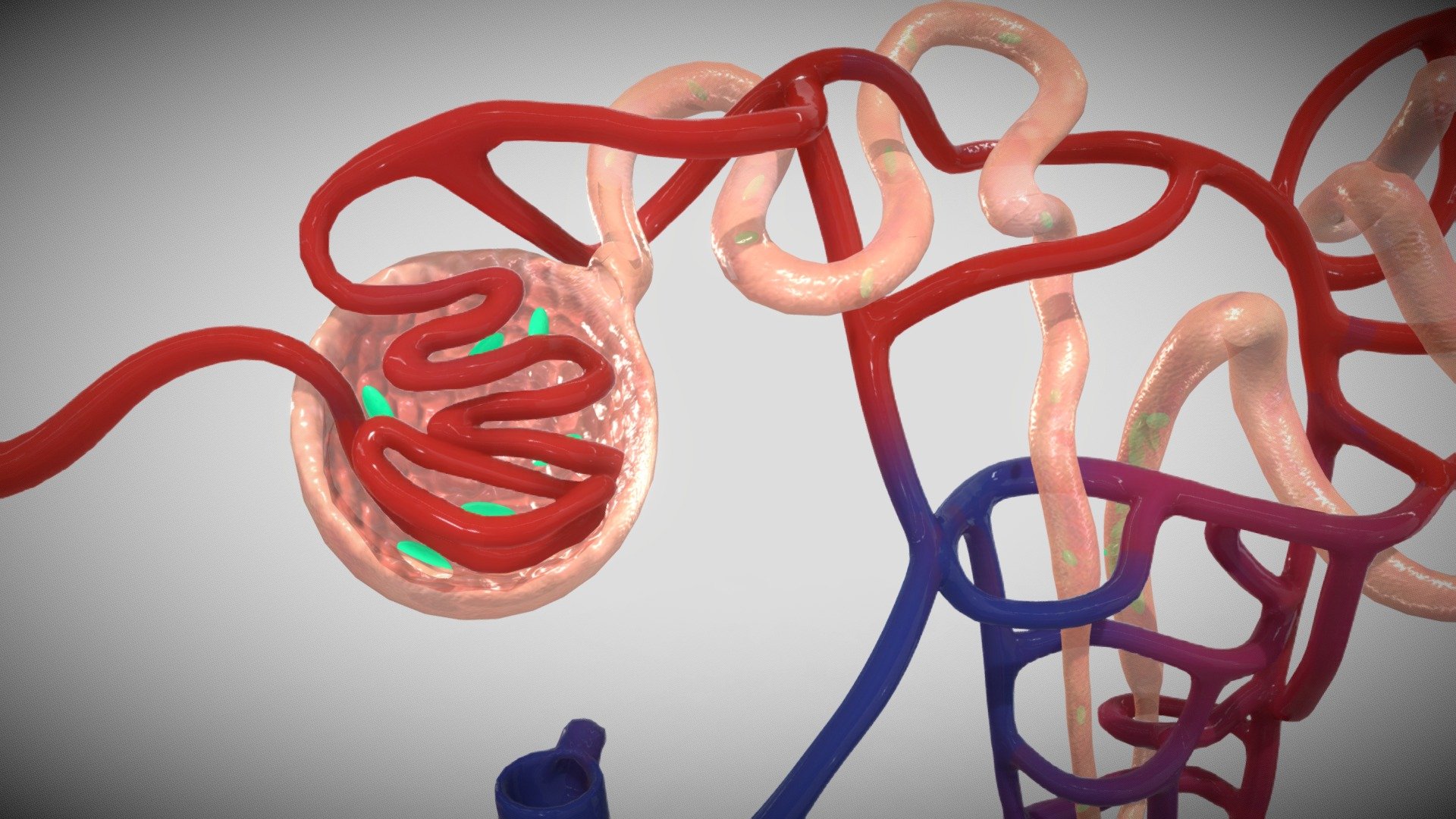 A Cluster of Proteins Implicated in Kidney Disease Is Increased in High-Density Lipoprotein Isolated from Hemodialysis Subjects.

Reference:-
https://pubs.acs.org/doi/10.1021/acs.jproteome.5b00060 - Nephron with clusters - Buy Royalty Free 3D model by Ebers 3d model