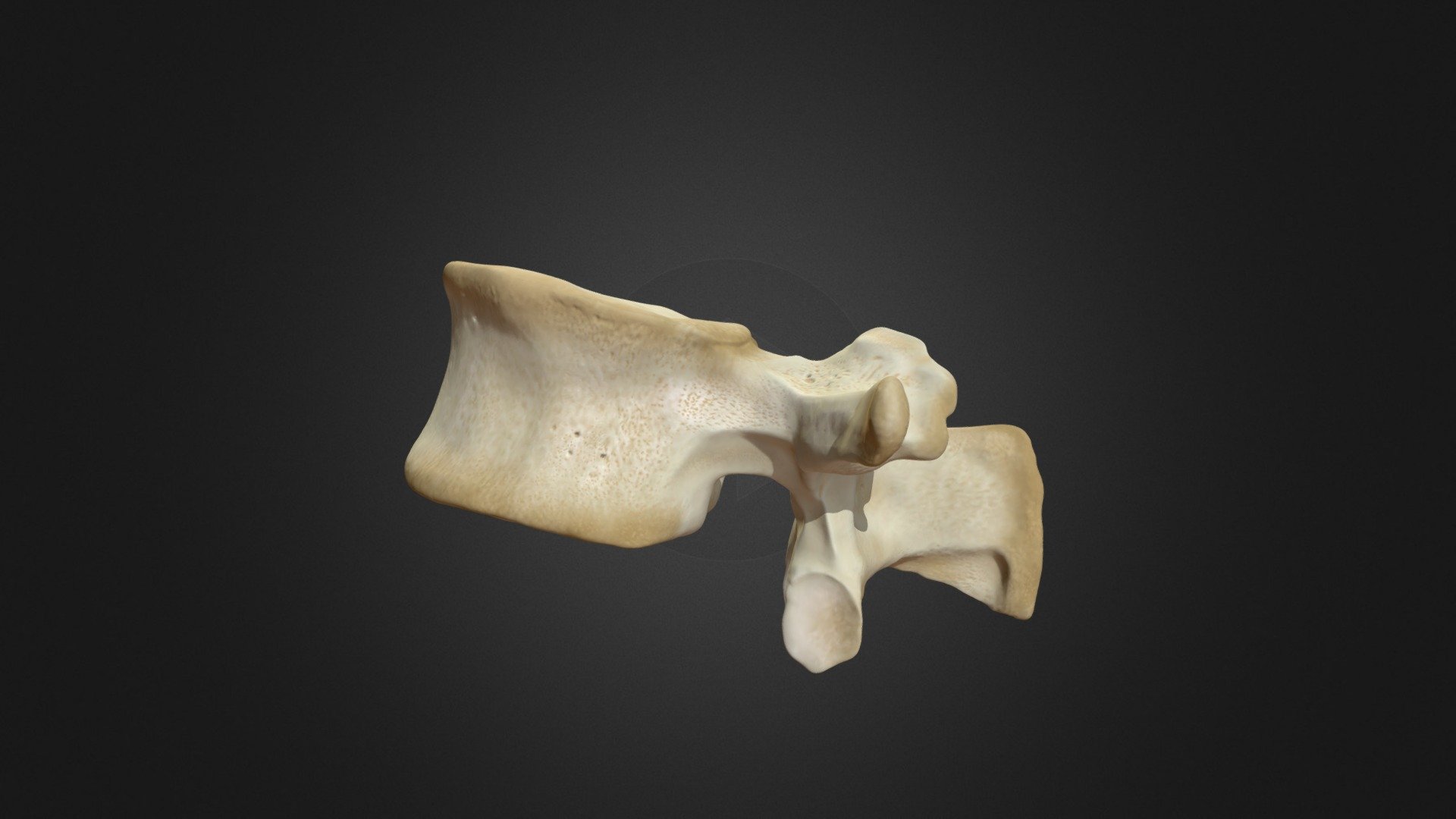 This is a realistic sculpt of the first Lumbar Vertebra of a healthy human - created using tons of references from different sources, even real human bones! 
See my other models for more vertebrae and a combined lower spine.

Base model taken from MRI data, adapted, coloured and resculpted in ZBrush 3d model