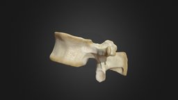 First Lumbar Vertebra (L1) sculpt, anatomy, realistic, spine, lumbar, vertebra, vertebrae, anatomy-human