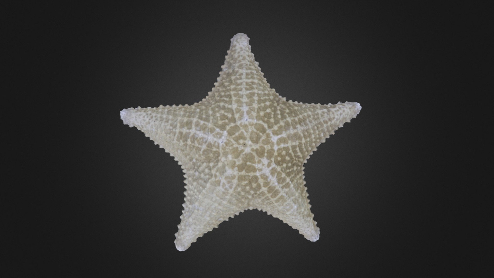 Modern specimen of starfish (or, seastar) (locality information unavailable). Specimen is from the teaching collections of the Paleontological Research Institution, Ithaca, New York. Maximum diameter of specimen is approximately 24 cm. Model by Emily Hauf 3d model