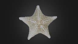 Asteroid: starfish or seastar