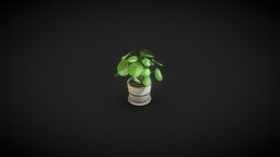 Pilea Peperomioides low poly plant