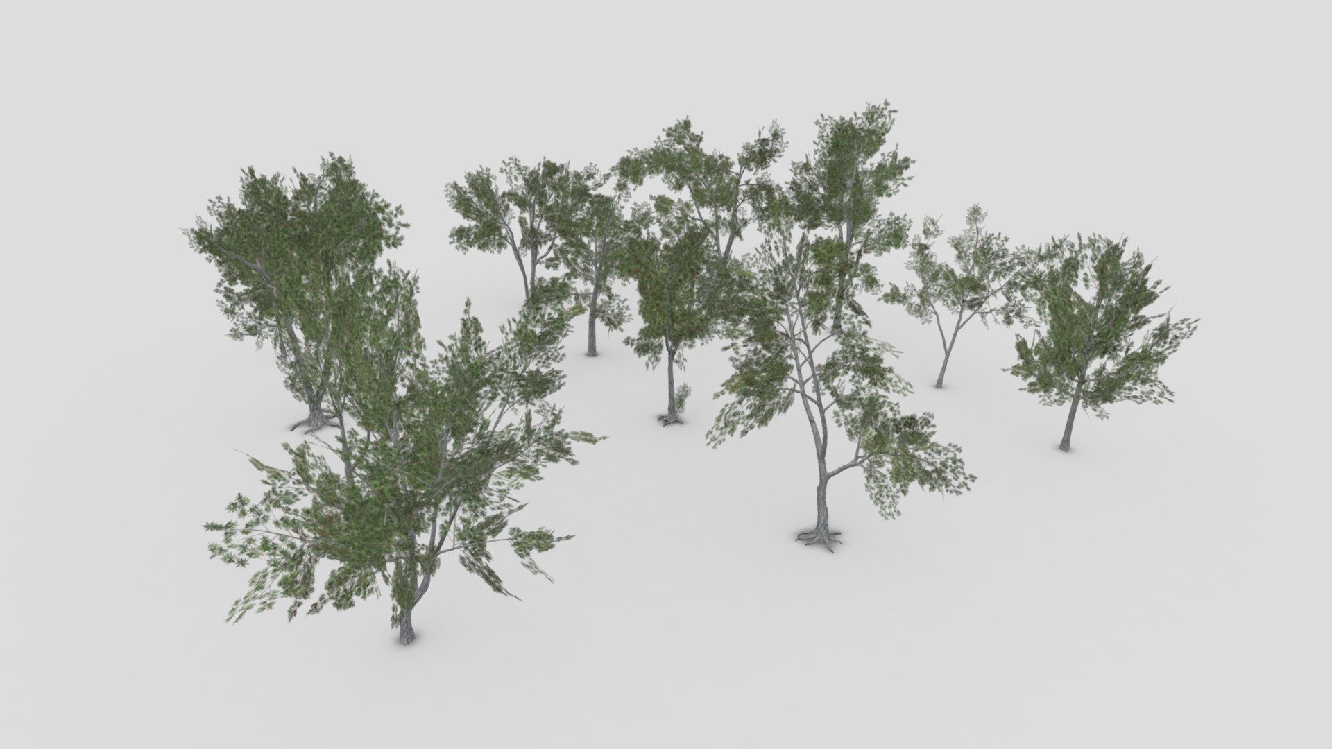 This is a low poly 3D Model collection of the Conocarpus tree. This collection contains 12 3D Models of the Conocarpus tree.  I tried to provide you a low poly collection of the Conocarpus Tree you can use that in your projects 3d model