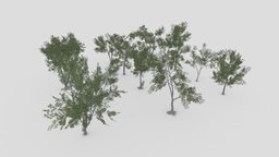 Conocarpus Tree- Full Pack- 04 pack, collection, conocarpus, lowpoly-conocarpus, 3d-conocarpus