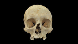 Skull century, burial, saxon, burial-ground, skull-3d, 3d, skull