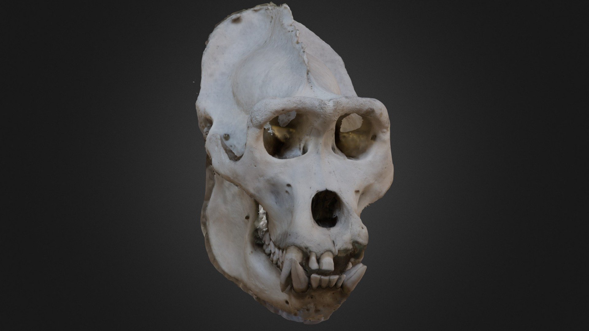 Skull of a male gorilla.
Museum National d'Histoire Naturelle, Paris, France.

3D scanned using Agisoft Photoscan 3d model