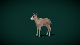 Sable Antelope Calf (Lowpoly)