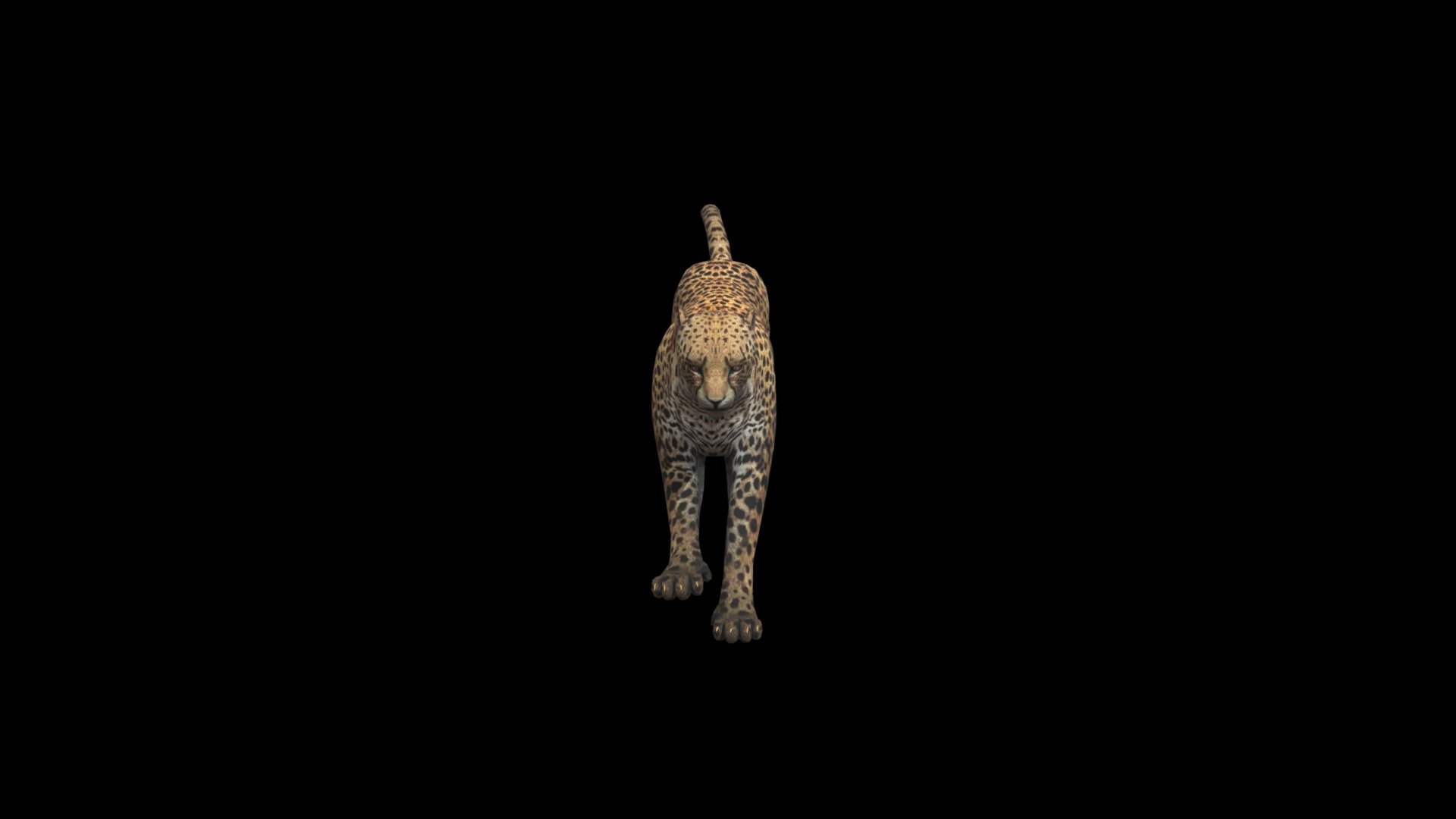 cheetah - Liepard Run - 3D model by zippyzoomy1 3d model