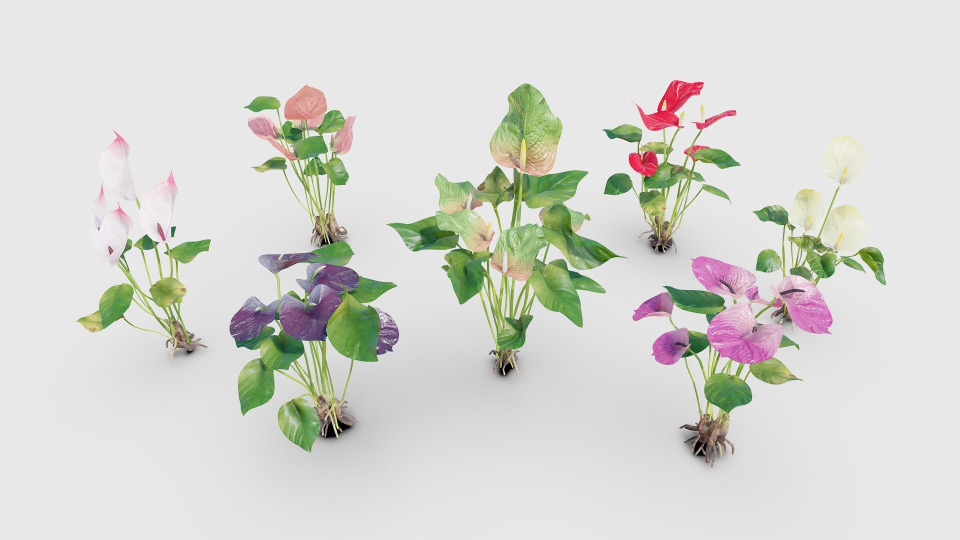 Check out my website for more products and better deals! 👉 SM5 by Heledahn 👈

This is a digital 3D model of seven Anthurium plants with flowers in different colors and shapes. The colors of the leaves and flowers can be swapped for a great variety of plants.

Beautiful, low-poly, and realistic Anthurium in Red, Salmon, Green, Purple, Pink, Yellow and White colors.

👌 The textures can be interchanged between the models, allowing for a great variety of plants!

🔹 Textures come in 4K for perfect closeups.

This product will achieve realistic results in your rendering projects, being greatly suited for close-ups due to their high quality topology and PBR shading 3d model